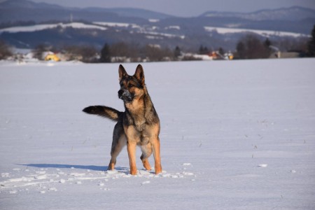 4. Jozef Adamuščin a Zoro spod Lazov