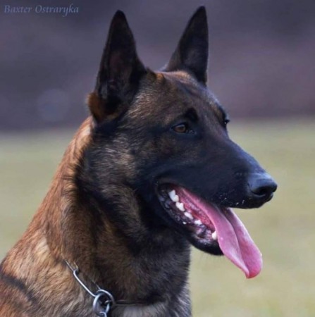 15. Michaela Kollárová a Baxter Ostraryka