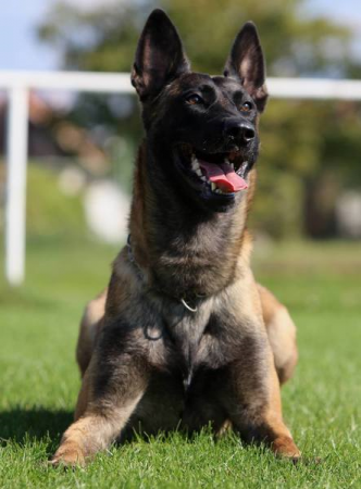 19. Pavol Šlahor a Aramis Red Devils Dog