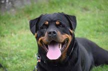 22. Peter Chotár a Peggy Gero-Dogs